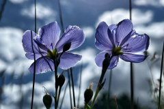 baf9ce172763961.6484bf8ec1097