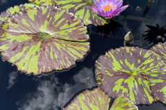 lilypads